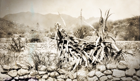 Agaves, encres pigmentaires sur BFK Rives-2010
